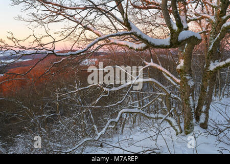 Coperta di neve acero in inverno, Milseburg mountain, Danzwiesen, Rhoen Mountain, Hesse, Germania Foto Stock