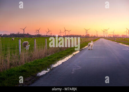 Un po' di agnello su una strada in Frisia orientale di passeggiate in sunset Foto Stock