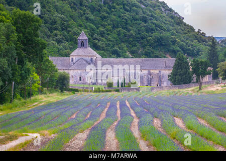 Francia, regione della Provenza, Gordes Città, Senanque Abbazia, campi di lavanda Foto Stock