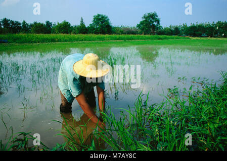 Agricoltore lavora in un campo di riso, Sukhothai, Thailandia Foto Stock