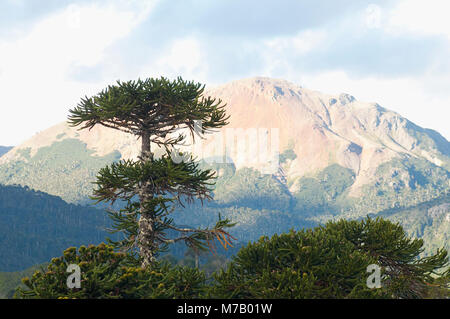 Pehuen gli alberi in una foresta, la Cordillera de los Andes, Argentina Foto Stock