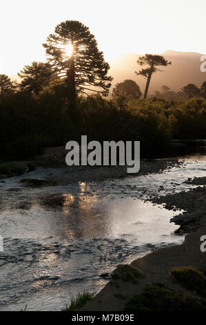 Il flusso che passa attraverso una foresta, Arroyo Quillahue, Neuquen Provincia, Argentina Foto Stock