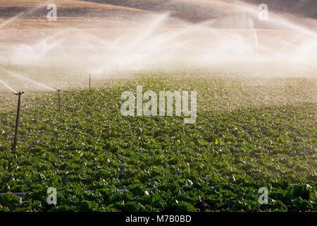 Irroratrici agricole in un campo, CALIFORNIA, STATI UNITI D'AMERICA Foto Stock