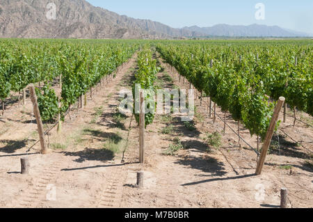 Vigneto, Chilecito, La Rioja Provincia, Argentina Foto Stock
