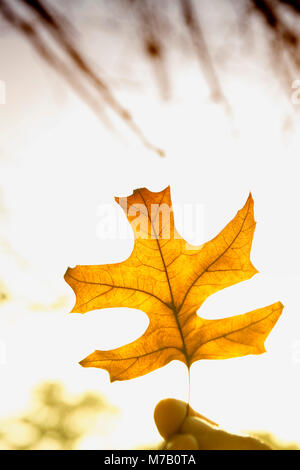 Close-up di una foglia di acero Foto Stock