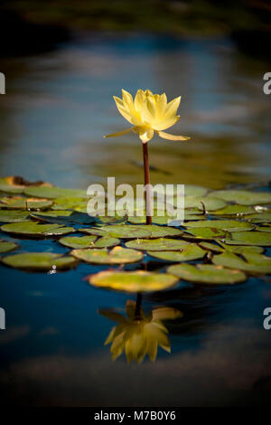 Giglio di acqua con ninfee in uno stagno Foto Stock