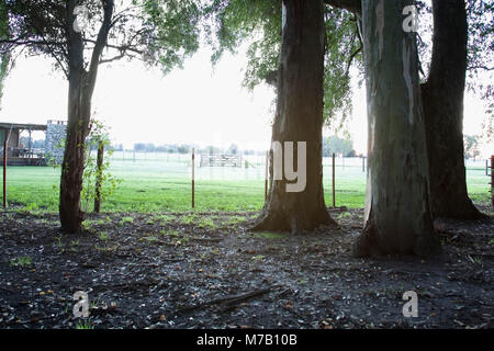 Essiccata Foglie di autunno con alberi in un campo di sunrise Foto Stock