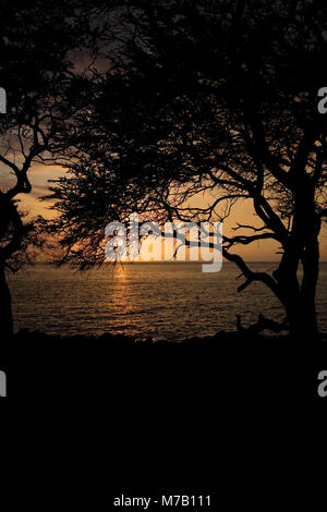 Silhouette di alberi al tramonto, Pakini Nui progetto eolico, South Point, Big Island, Hawaii, STATI UNITI D'AMERICA Foto Stock