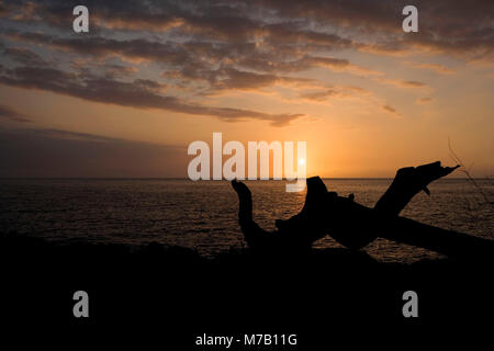 Silhouette di un albero caduto sulla costa, Pakini Nui progetto eolico, South Point, Big Island, Hawaii, STATI UNITI D'AMERICA Foto Stock