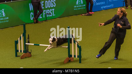 Birmingham, Regno Unito. 9 Mar, 2018. Il Crufts Dog Show Birmingham Regno Unito agilità cani concorrenza nei principali arena in questo anno il Crufts Dog Show a Birminghams NEC. Credito: charlie bryan/Alamy Live News Foto Stock