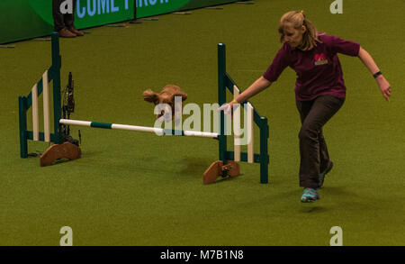 Birmingham, Regno Unito. 9 Mar, 2018. Il Crufts Dog Show Birmingham Regno Unito agilità cani concorrenza nei principali arena in questo anno il Crufts Dog Show a Birminghams NEC. Credito: charlie bryan/Alamy Live News Foto Stock