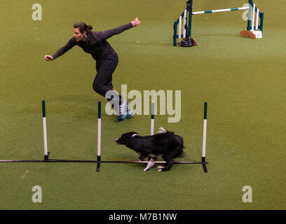 Birmingham, Regno Unito. 9 Mar, 2018. Il Crufts Dog Show Birmingham Regno Unito agilità cani concorrenza nei principali arena in questo anno il Crufts Dog Show a Birminghams NEC. Credito: charlie bryan/Alamy Live News Foto Stock