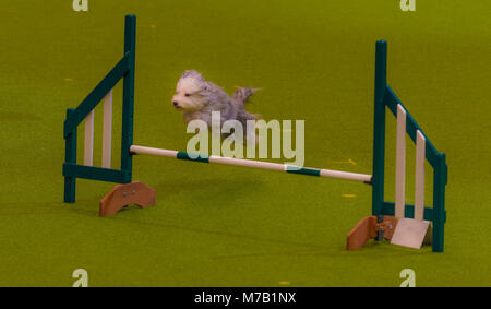 Birmingham, Regno Unito. 9 Mar, 2018. Il Crufts Dog Show Birmingham Regno Unito agilità cani concorrenza nei principali arena in questo anno il Crufts Dog Show a Birminghams NEC. Credito: charlie bryan/Alamy Live News Foto Stock