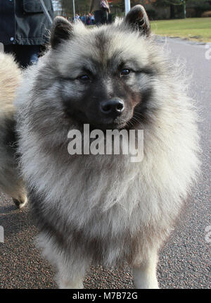 I cani con i loro proprietari che arrivano al Crufts 2018 Foto Stock