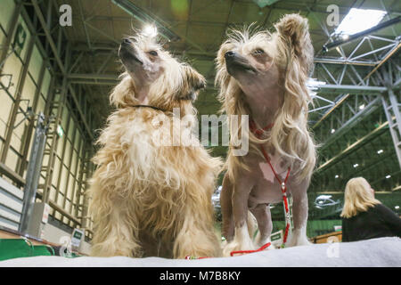 Il giorno 3 di Crufts una coppia di cinesi Crested toy cani stand con attenzione. Foto Stock