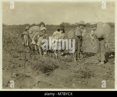 Tutti i bambini di cinque anni sei anni, sette anni, nove anni e due un po' più vecchio, sono stati la raccolta del cotone sul H.M. Lane's farm campane, Tex. Un solo adulto, una zia è stata raccolta. Padre era LOC cph.3b11413 Foto Stock