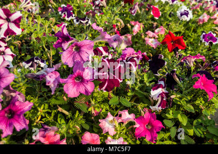 Bella di colorato di rosa, rosso, viola e arancione fiori nel giardino all'aperto a Chiang Mai, Thailandia. Foto Stock