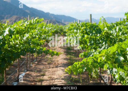 Vigneto, Valle di Fatima, Chilecito, La Rioja Provincia, Argentina Foto Stock
