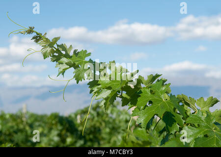 Close-up di un vitigno, Valle di Fatima, Chilecito, La Rioja Provincia, Argentina Foto Stock