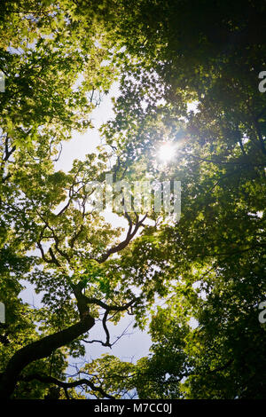 Sole che splende attraverso gli alberi Foto Stock