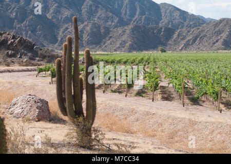 Cardon cactus (Pachycereus Pringlei) nei pressi di un vigneto, La Rioja Provincia, Argentina Foto Stock