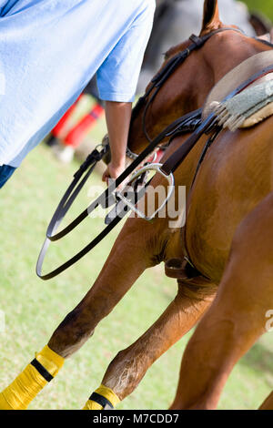Metà vista in sezione di un uomo con le redini di un cavallo Foto Stock