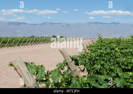 Vigneto, Chilecito, La Rioja Provincia, Argentina Foto Stock