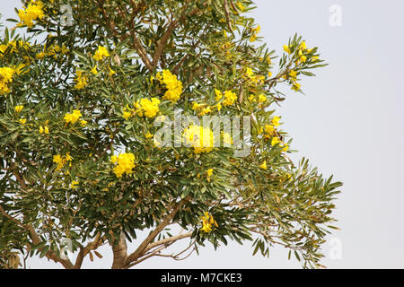 Albero d oro, argento bellissima struttura a campana Foto Stock