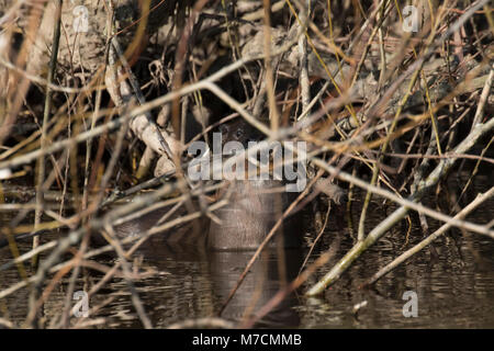 Lontra eurasiatica, Lutra lutra, nuoto sul fiume lossie, inverno, murene, Scozia, marzo. Foto Stock