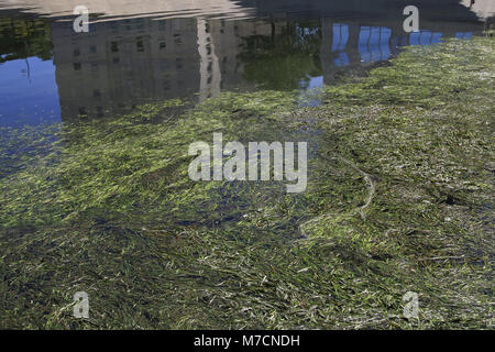 Nettoyage du Lez. Hôtel de Région. Détail algues. Montpellier. F 34 Foto Stock