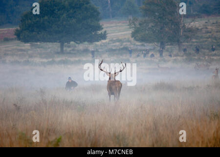 Cervi in Richmond Park, Londra, Regno Unito, durante il solco circondato da fotografi di scattare le foto. Foto Stock