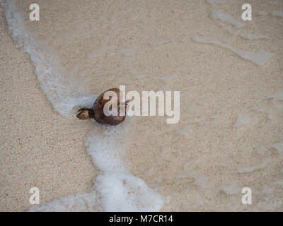 Frutto del veleno di pesce Tree sulla sabbia, Barringtonia asiatica, , mare veleno albero di quercia indiano, Barringtonia racemosa Roxb, Night blooming gelsomino, Ni Foto Stock