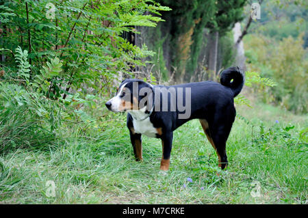 Appenzell cane di bestiame in esecuzione sull'erba verde Foto Stock