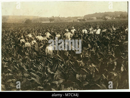 Lavoratori sul campo della Goodrich Tobacco Farm vicino a Gildersleeve, Connecticut, catturati in una fotografia di L.W. Hine, che documenta il lavoro agricolo durante l'inizio del XX secolo. Foto Stock