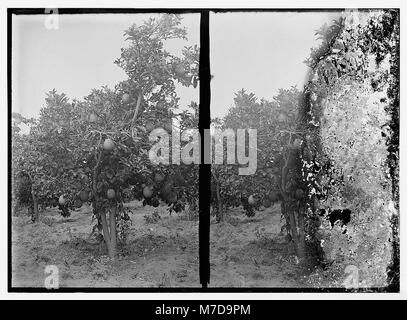 Questa fotografia raffigura il processo di imballaggio ed esportazione delle arance a Jaffa, un centro chiave per il commercio degli agrumi. I lavoratori vedono smistare e imballare le arance, preparate per l'esportazione verso i mercati internazionali, che mostrano le pratiche agricole della regione. Foto Stock