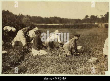 Maria Betulla con due ragazzi - Giovanni 14 - Tony 10. Sei più giovani figli a casa. I ragazzi pick 18-20 secchi al giorno. LOC nclc.00177 Foto Stock