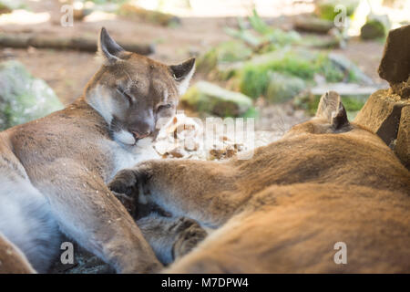 Due leoni di montagna che stabilisce insieme in ombra Foto Stock