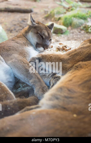 Due leoni di montagna che stabilisce insieme in ombra Foto Stock