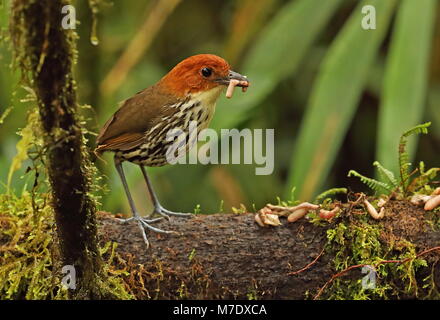 Castagne e incoronato Antpitta (Grallaria ruficapilla ruficapilla) adulto vermi mangiare presso la stazione di alimentazione Mindo, Ecuador Febbraio Foto Stock