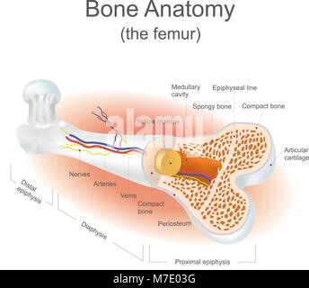 Il femore è il più forte nel corpo il tessuto osseo. Info vettore grafico. Illustrazione Vettoriale