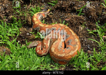 Sangue malese Python Foto Stock