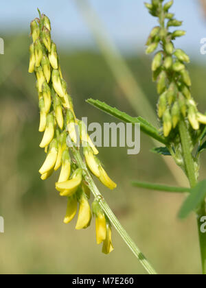 Melilot nervata, Melilotus officinalis Foto Stock