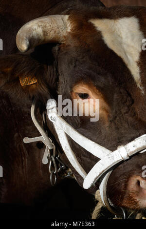 Ritratto di Maine-Anjou bovini da carne o vacca, aka Rouge des Prés in Francia, a Parigi Fiera agricola internazionale Foto Stock