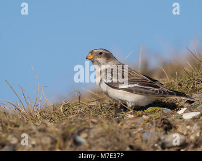 Snow bunting, Plectrophenax nivalis, unica donna sul pavimento, Norfolk, Febbraio 2018 Foto Stock