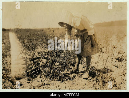 Questa fotografia raffigura una bambina di 11 anni che raccoglie pomodori nella fattoria W.T. Hill, riflettendo il lavoro rurale all'inizio del XX secolo e le pratiche agricole dell'epoca. Foto Stock