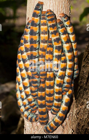 I bruchi di seta gigante tarma Arsenura armida, Cancun Yucatan, Messico Foto Stock