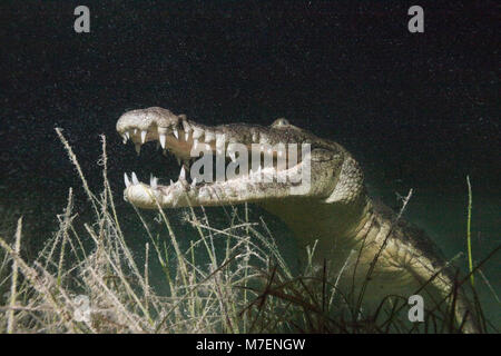 Coccodrillo Morelets a caccia di notte, Crocodylus moreletii, Cancun Yucatan, Messico Foto Stock