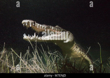 Coccodrillo Morelets a caccia di notte, Crocodylus moreletii, Cancun Yucatan, Messico Foto Stock