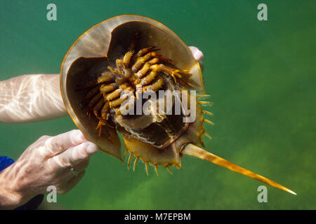 Il lato inferiore del granchio a ferro di cavallo, Limulus polyphemus, Cancun Yucatan, Messico Foto Stock