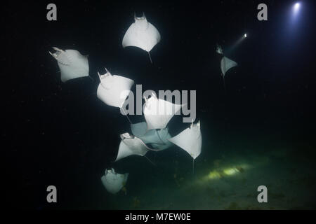 Munks Devil Ray l'assorbimento di plancton di notte, Mobula munkiana, La Paz, Baja California Sur, Messico Foto Stock